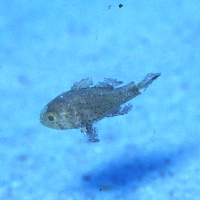 Apogonichthys waikiki